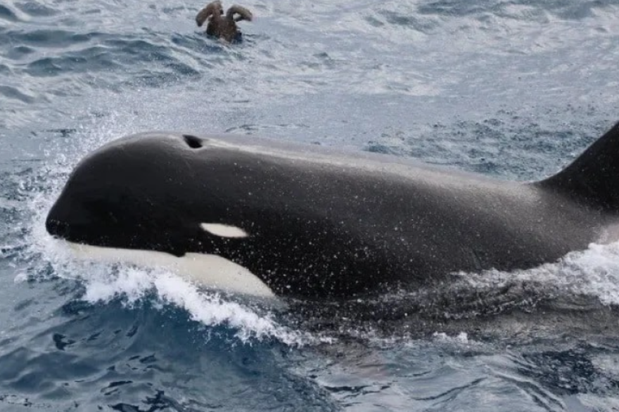 20251005151509_captura_de_pantalla_2025_10_05_121256